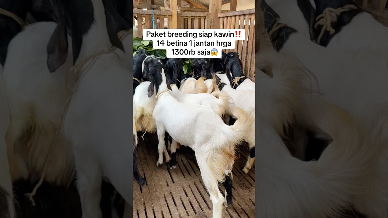 Ready paket breeding siap kawin PE, 14 betina 1 jantan harga 1300rb an saja😱 