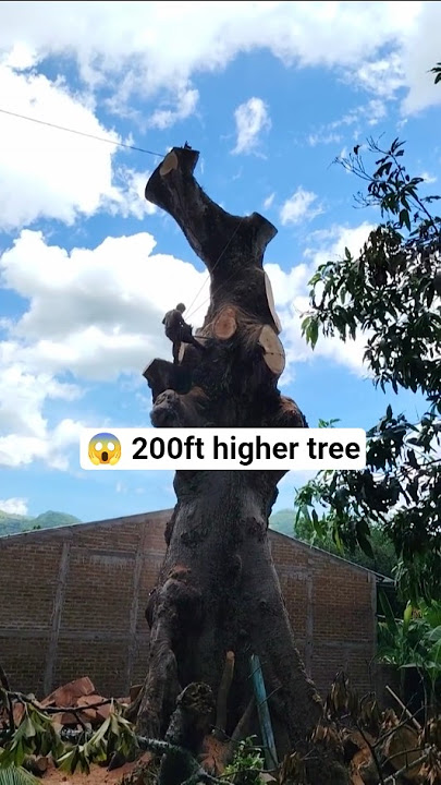 382MS high per lopingTree😱,#sthill #automobile #wheelsaw #automobile #sthilchainsaw #wooddesigner