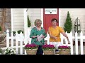 Cottage Farms 3-Piece Vivid Bright Lights Dianthus on QVC