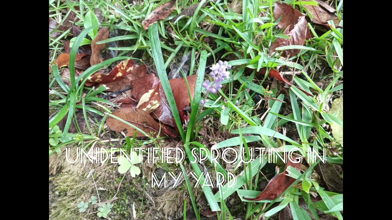 Unidentified Plants Sprouting in my Yard 🌱