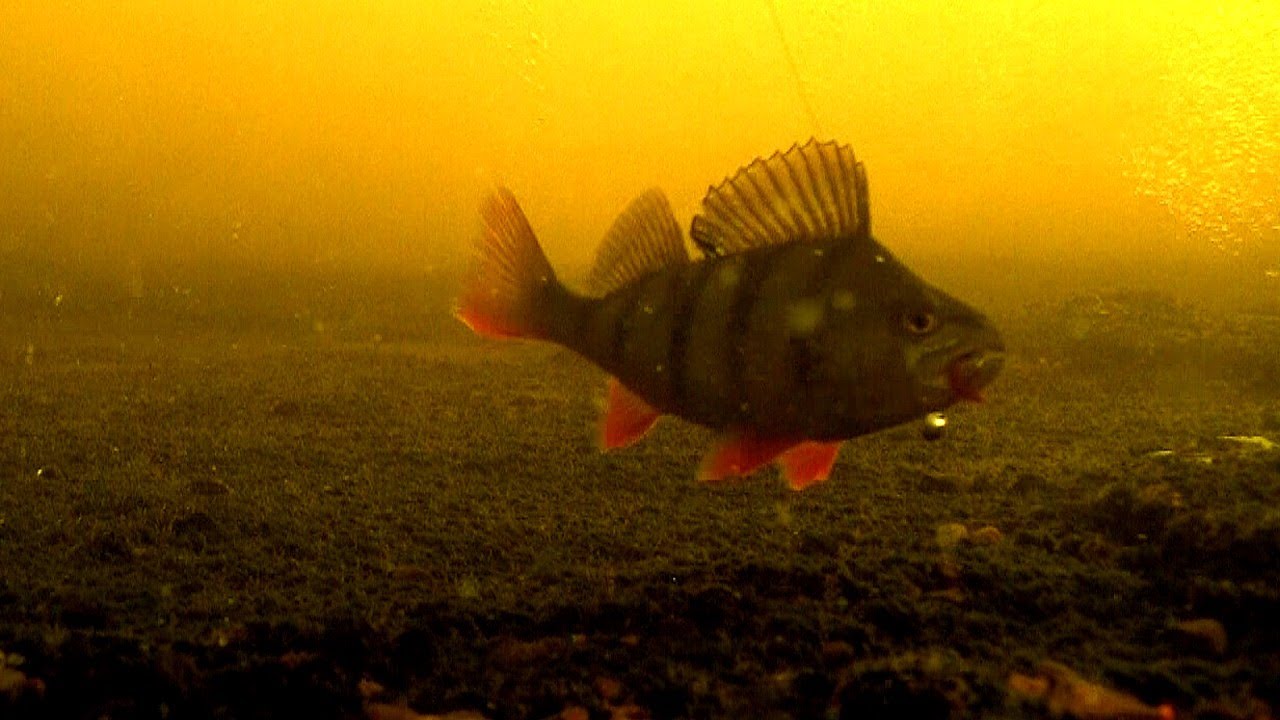 Fishing big perch attack bait underwater p-1 Рыбалка окунь. Barsch