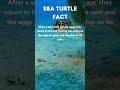 Sea Turtle NEVER meet their PARENTS because...🤯🤯🤯 #shorts #turtle #seaturtles #wildlife