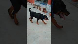 🐕6 months old Rottweiler puppy 🔥 #rottweiler #dog #shorts #ytshorts