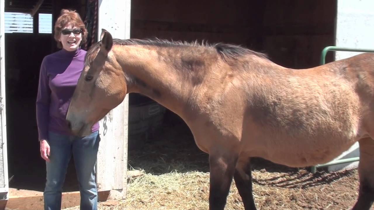 Horses Improving Chronic Diarrhea using Equipride with Joyce Nichols