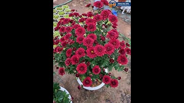 Cúc cổ Sơn La sống lâu năm hoa nở bền 2 tháng | Hoa cúc cổ Sơn La Cây Cảnh Phạm Thương