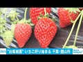 今年もイチゴ狩り始まる　台風15号被害の千葉で(20/01/03)