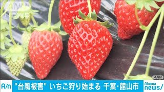 今年もイチゴ狩り始まる　台風15号被害の千葉で(20/01/03)