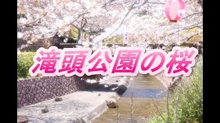 【春のお花見シリーズ / SONY HDR-PJ680 + RODE VideoMicro】 滝頭公園の桜 （愛知県田原市田原町）