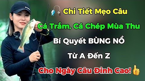 🎣 Chi Tiết Mẹo Câu Cá Trắm, Cá Chép Mùa Thu – Bí Quyết BÙNG NỔ Từ A Đến Z Cho Ngày Câu Đỉnh Cao!