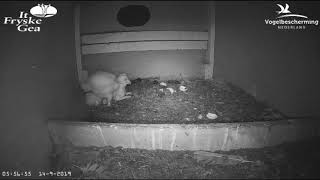 Kerkuil It Fryske Gea 2019 09 14 05 52 M met muis V met muis