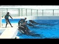 シャチパフォーマンス♪終了後の風景③（2018/07/29）
