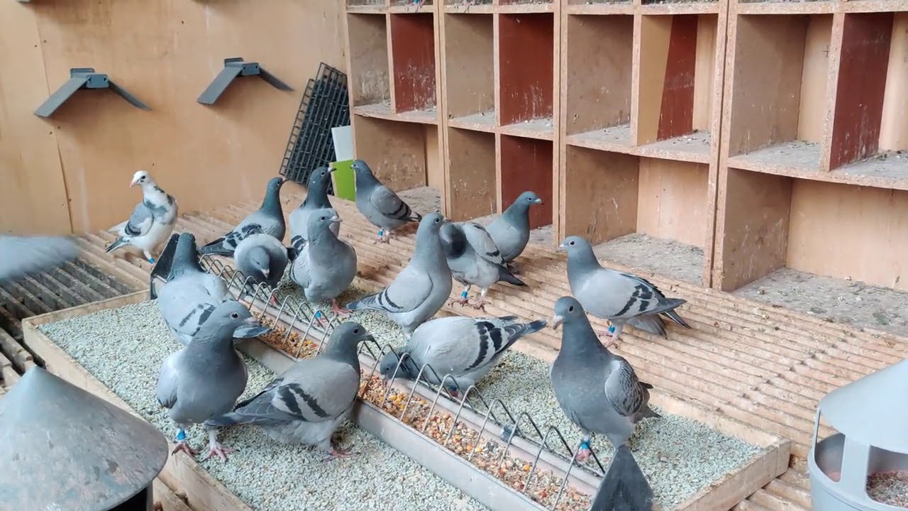 Câteva aspecte ce tin de îngrijirea puilor in primele luni de viata - La final mai interesant