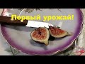 Растим инжир. Первый урожай - Олимпиан.