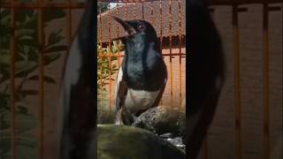 pancingan kacer sore hari dengan suara terapy air mengalir #kacergacor #kacerbahan #kacerpoci