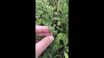 Beginner Gardener Series 2  Nip It In the Bud