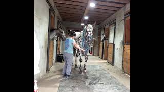 Kosmos Shining Star 2022 KNN Gelding foot handling 