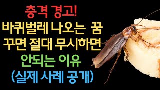 바퀴벌레 꿈 바퀴벌레 나오는 꿈 바퀴벌레 꿈 해몽