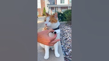 Best wearable pov action camera by far. The go3 can attach easily to you and pet collars. #catcamera