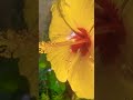 The Golden Charm#flower #trending #viralvideo #yourubeshorts