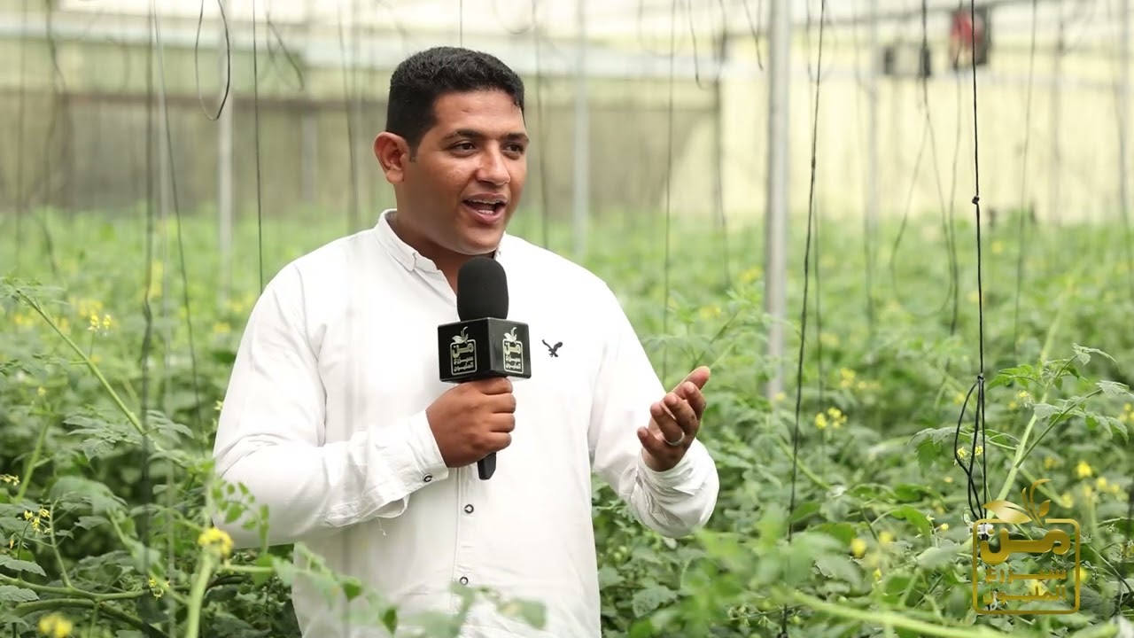 ياسين صبري.. مبدع صمم أول نظام من نوعه للزراعة في التربة البديلة.. والطماطم الشيري تنتج 120 طنا