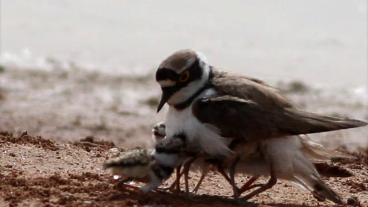 April Target Bird: Little Ringed Plover - BirdGuides