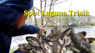 Mancing Nila Spot Laguna Trisik Terbaru //Mancing Nila Umpan Lumut