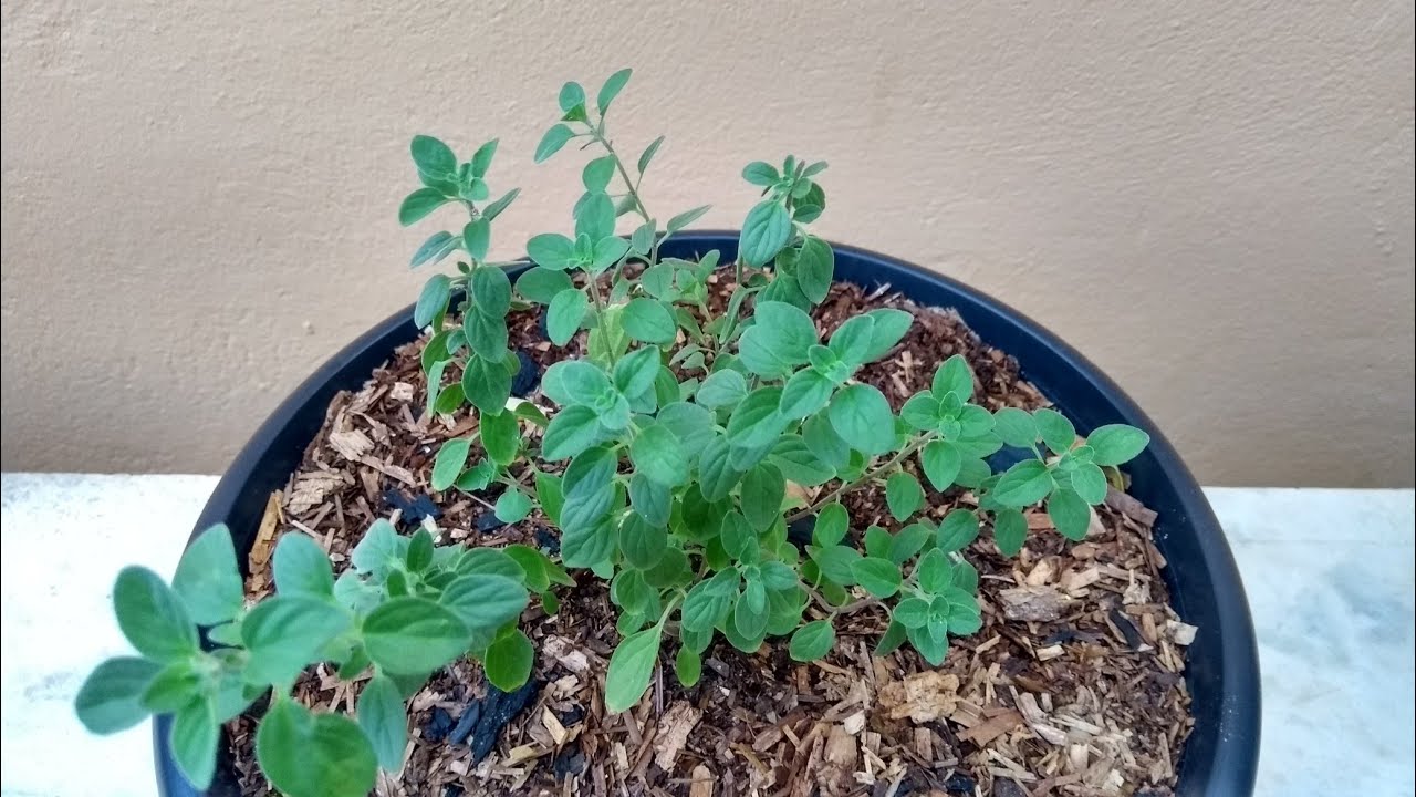 Orégano: como plantar e cuidar