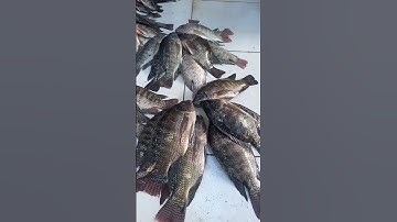 Apa Bedanya itu pak Kamboja (Mujair) danau lampulung dengan Kamboja danau tempe #shorts