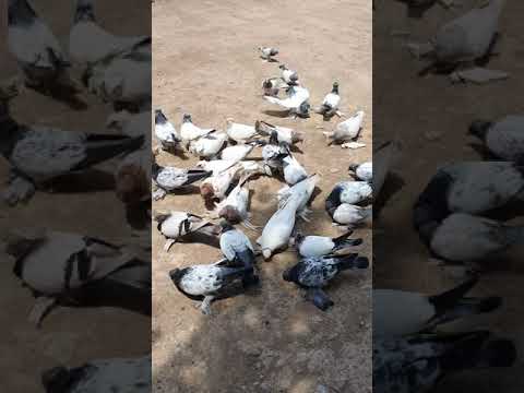 Таджикские северные голуби Лалаки воки Худжанд.  4 сентября 2021 г.