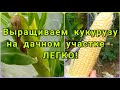 Выращивание кукурузы в Ленинградской области. Кукуруза на севере.