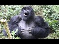 Gorilla beating chest at toronto zoo