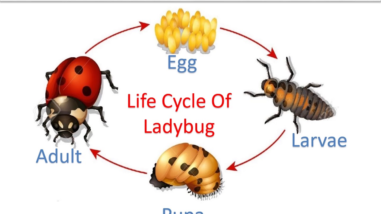 Life Cycle Of A Lady Bug 5AE