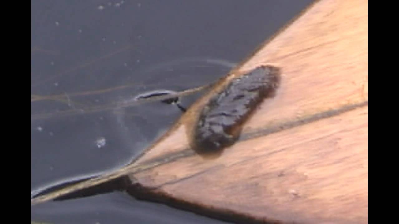 Really weird..swimming caterpillar - In the Amazon