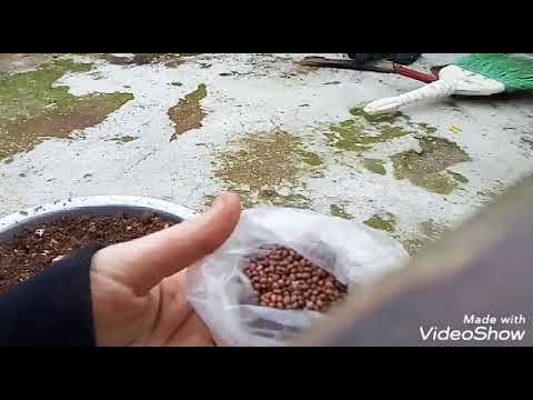 فيديو: حصاد الفجل - تعرف على وقت اختيار الفجل