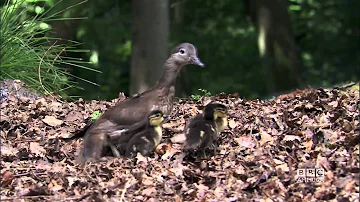 PLANET EARTH: INCREDIBLE FAMILIES - Exclusive Sneak Peek at World Premiere Special