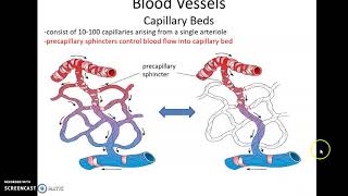 Human Anatomy Chapter 20: Blood Vessels Part 1