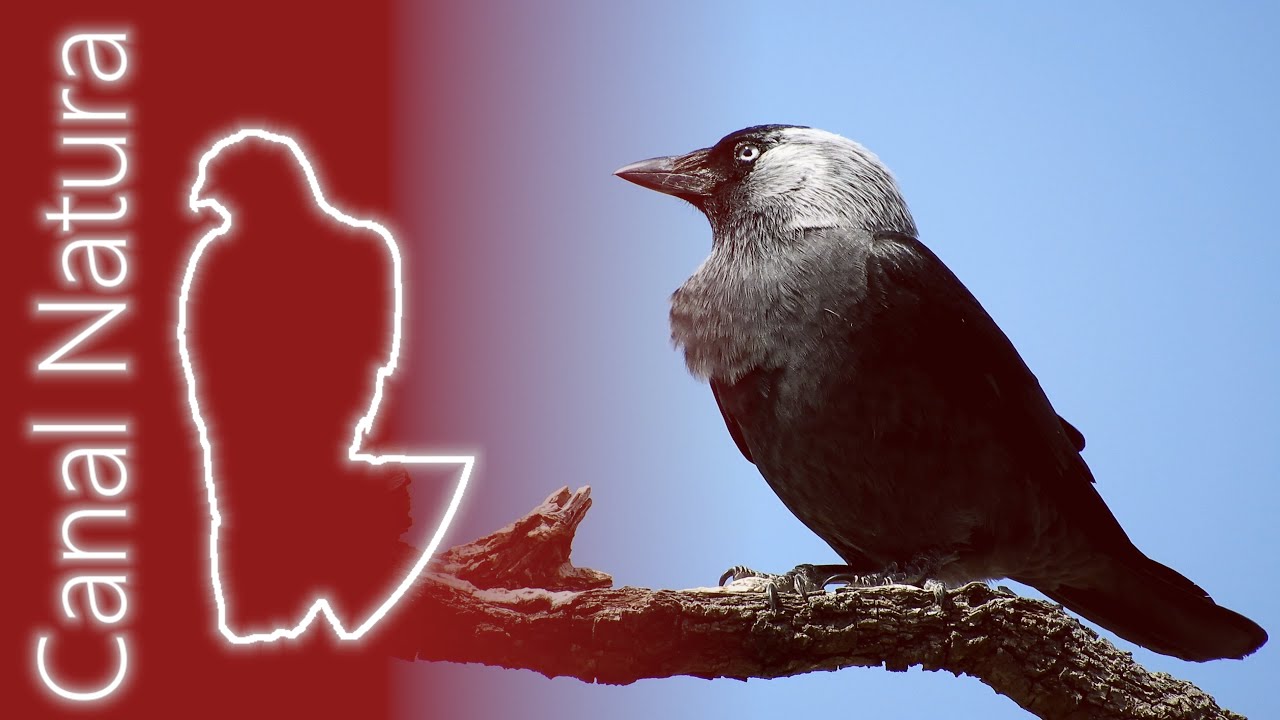 Grajilla occidental (Corvus monedula) Eurasian Jackdaw 4K