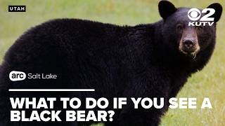 Why are black bears entering Utah urban areas