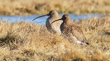 Digiscoping Nature  March   2023