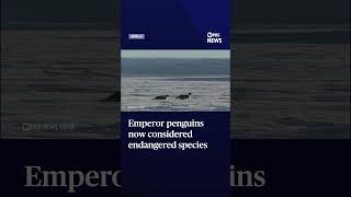 Emperor penguins now considered endangered species