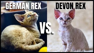 German Rex Cat VS. Devon Rex Cat