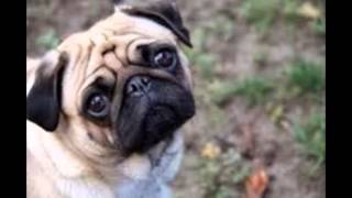 En Tatlı Köpek Resimleri