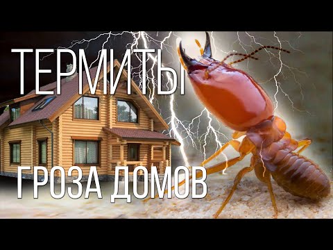 Видео: Что значит, когда в вашем доме роятся термиты?
