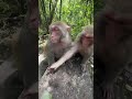 monkey khamosh hai#monkeyvideo #monkey #trendingshort #youtubeshorts #animals #viral