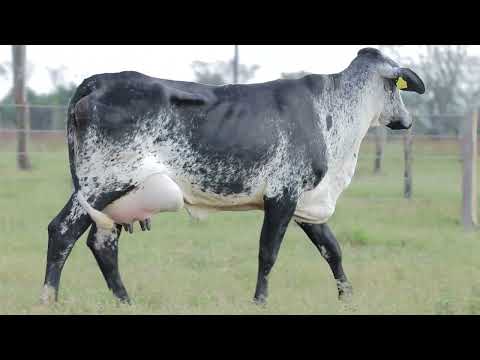 LOTE 12   VARADA FIV CAL 5450CM
