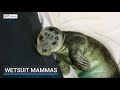 “Wetsuit mammas” for orphaned seal pups