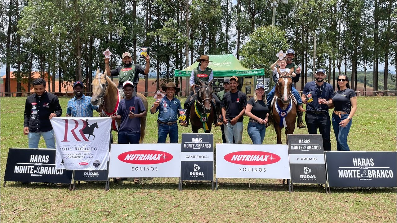 Cavalo Adulto de marcha batida