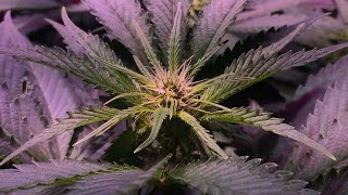 How to grow medical marijuana in a bedroom