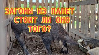 Загон из палет для &quot;Венгерской мангалицы&quot; / есть ли плюсы?