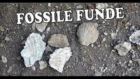 Wo findet man fossilien auf rügen